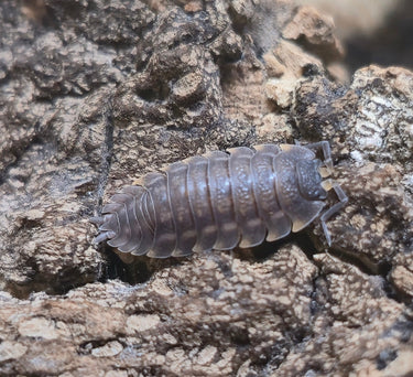 Trachelipus Rotzeburgi Isopods - Isopods For Sale UK | PostPods